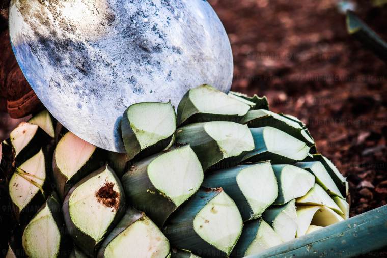 Tour a Tequila