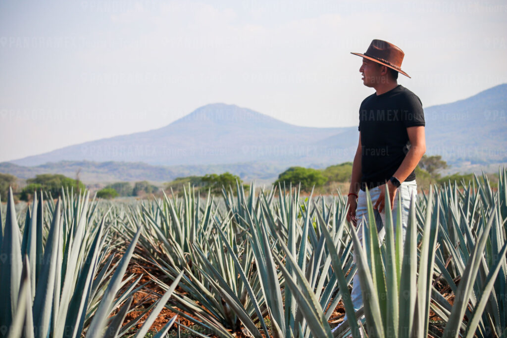 Tour Tequila - Panoramex Tours & Travel