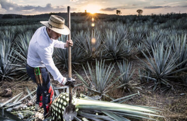 Tour a Tequila por la mañana Tempranito