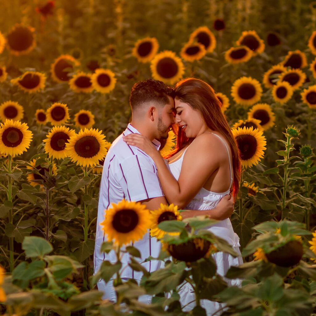 Tour al Campo de Girasoles desde Guadalajara