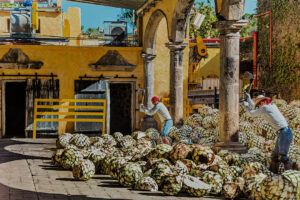 Visita a Destilería de Tequila en Ruta del Tequila Jalisco